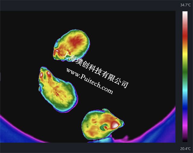 海康微影紅外熱成像技術(shù)對實驗小鼠進行科研觀測